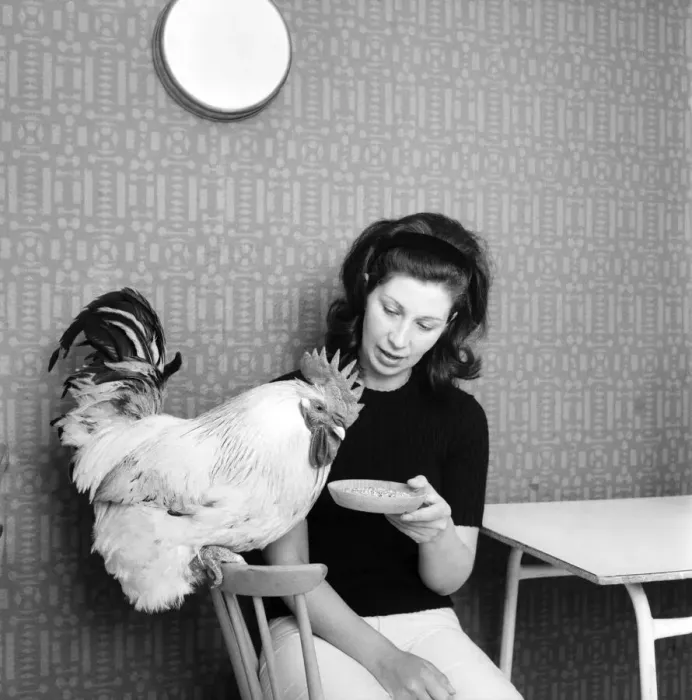 Framed Print : Family pet Cockerel. 1964 C123-014 Framed Print : Family pet Cockerel. 1964 C123-014