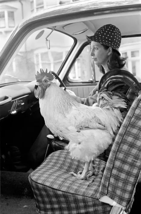 Framed Print : Family pet Cockerel. 1964 C123-024 Framed Print : Family pet Cockerel. 1964 C123-024