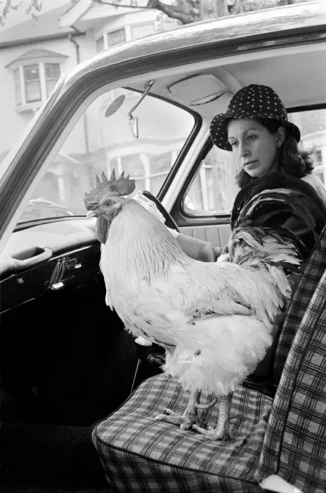 Framed Print : Family pet Cockerel. 1964 C123-026 Framed Print : Family pet Cockerel. 1964 C123-026