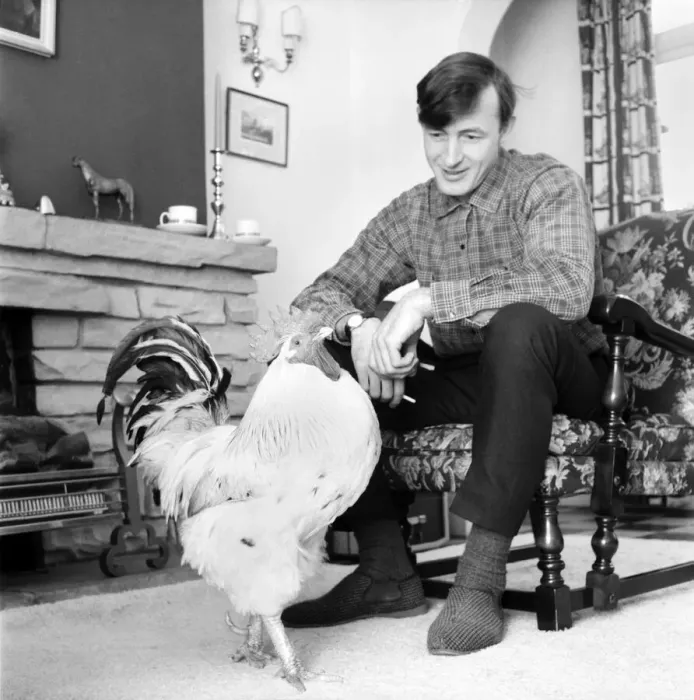 Framed Print : Family pet Cockerel. 1964 C123