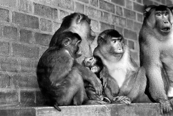 Family of pig-tailed monkeys January 1975 75-00240-024
