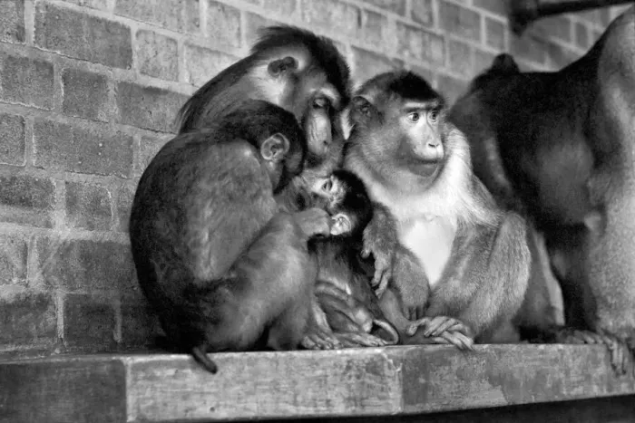 Framed Print : Family of pig-tailed monkeys January 1975 75-00240-023