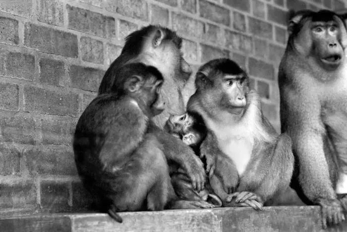 Framed Print : Family of pig-tailed monkeys January 1975 75-00240-024