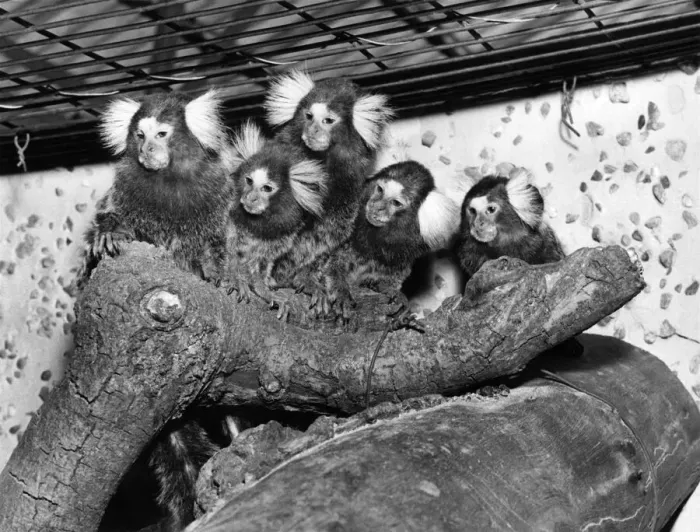 Framed Print : A family of South American marmosets. sitting on a tree trunk in their cage at Chester Framed Print : A family of South American marmosets. sitting on a tree trunk in their cage at Chester