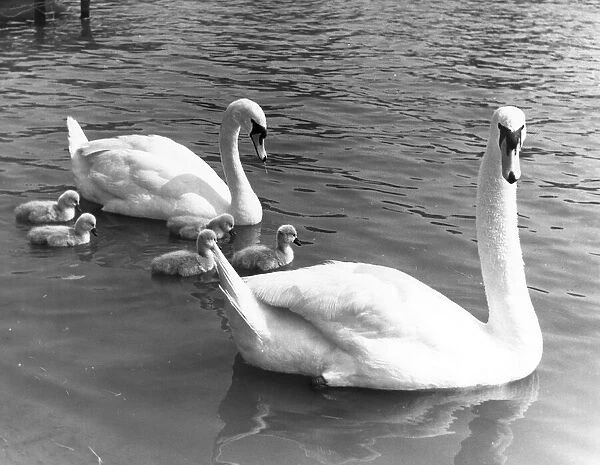A family of Swans and cygnets on the River Thames June 1955 G2792-1 P044304