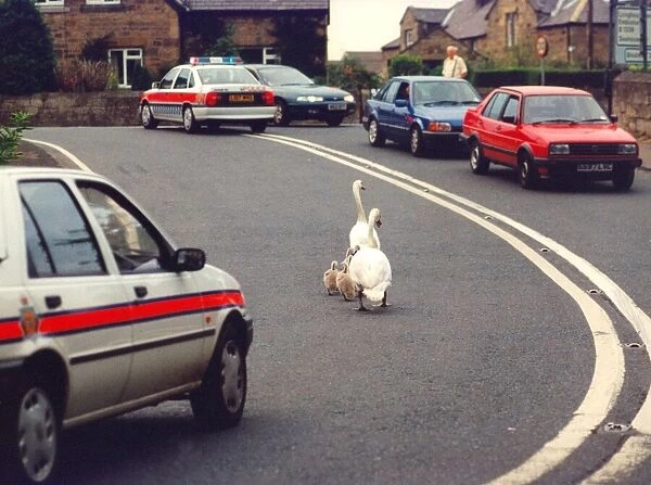 This family of swans need a police escort to cross a busy road