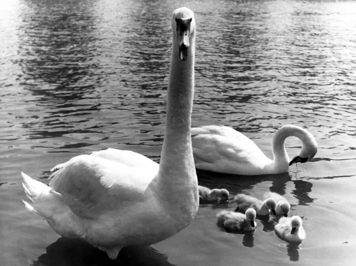 Framed Print : Family of swans on the park lake 1955 P044256 G2792 Framed Print : Family of swans on the park lake 1955 P044256 G2792