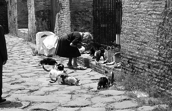 The Famous cats which live at The Colosseum in Rome Italy