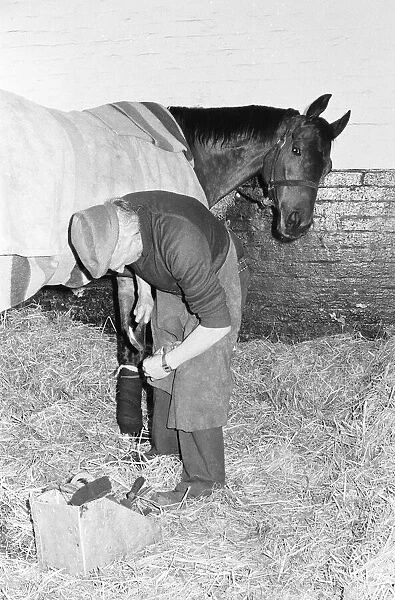 The famous champion racehorse Red Rum, in active retirement at Ginger McCain