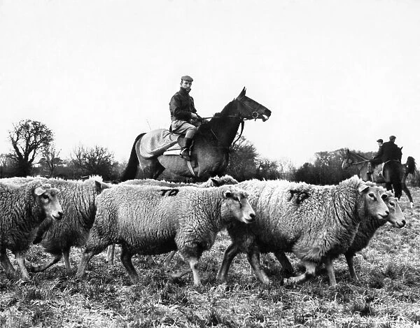 Famous raceehorse Arkle with jockey Paddy Woods rounding up sheep on trainer Tom