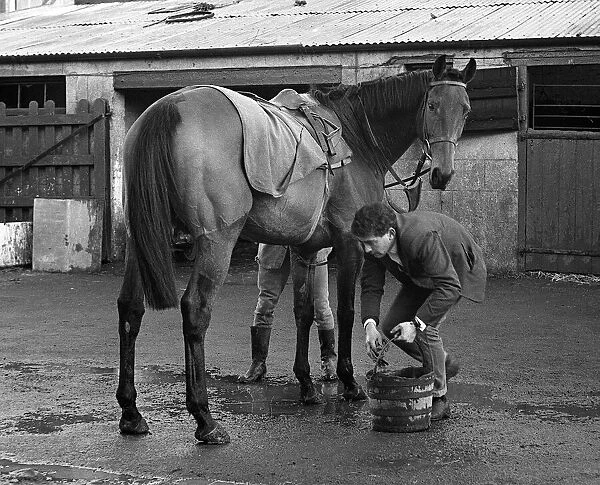 Famous racehorse Arkle with stable boy at the stables of Tom Dreaper