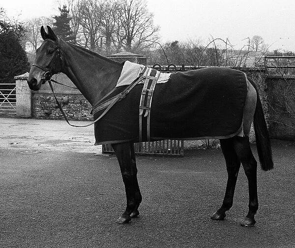 Famous racehorse Arkle standing in the yard at the stables of Tom Dreaper