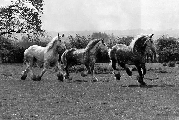 Four of the famous Shire Horses used for beer deliveries in Central London started a