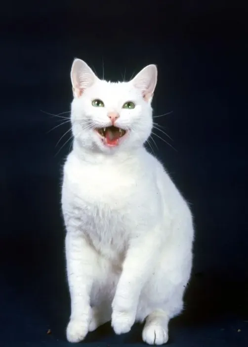 Framed Print : Famous television commercial cat Arthur laughing January 1987 Framed Print : Famous television commercial cat Arthur laughing January 1987