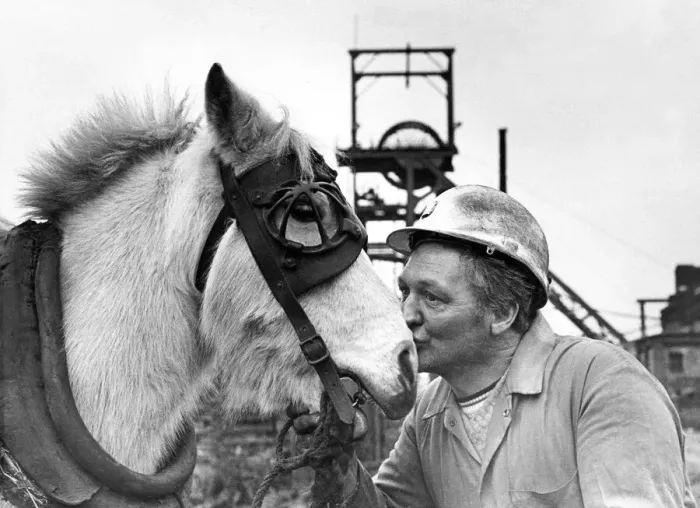 Framed Print : A farewell kiss for Pip from horse-keeper Alan Graham at Durhams Sacriston Colliery