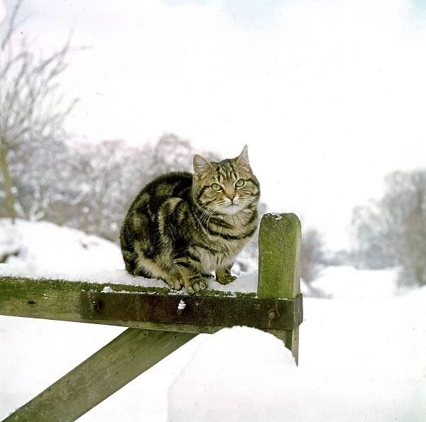 The farm cat sits on the gate contemplating last nights snow fall Tabby cat