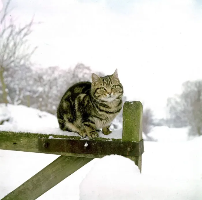 Framed Print : The farm cat sits on the gate contemplating last nights snow fall Tabby cat Framed Print : The farm cat sits on the gate contemplating last nights snow fall Tabby cat