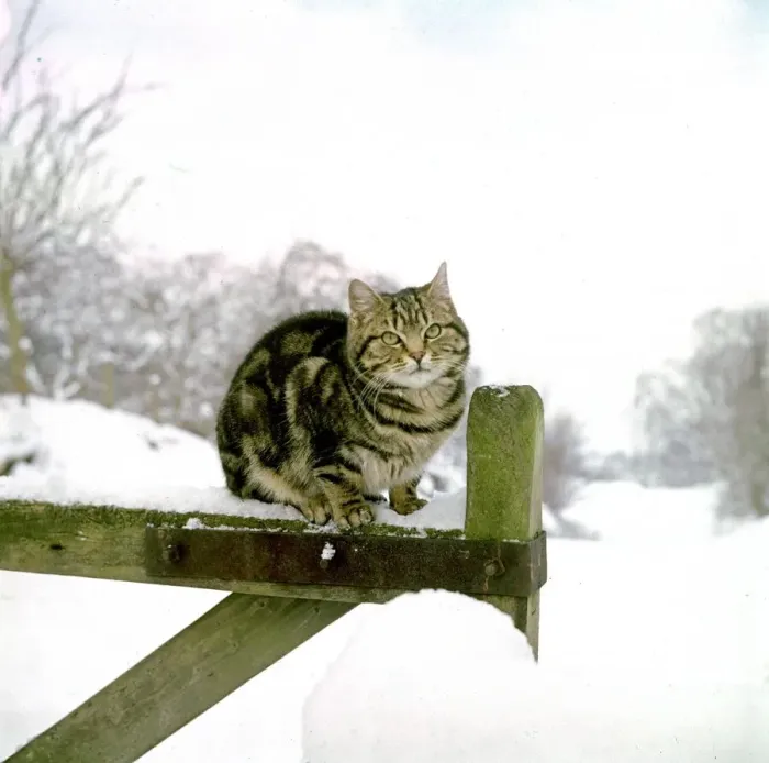 Framed Print : The farm cat sits on the gate contemplating last nights snow fall Tabby cat Framed Print : The farm cat sits on the gate contemplating last nights snow fall Tabby cat