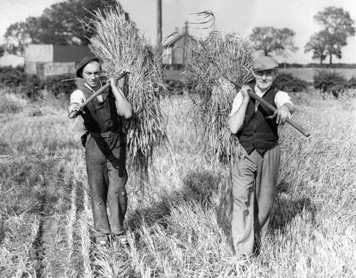 Framed Print : Farm hands bringing in the harvest in the sunshine at Pecks House Farm, Westerhope