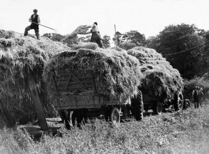 Framed Print : Farm hands gathering the harvest by hand at Mill Farm, Mitford Framed Print : Farm hands gathering the harvest by hand at Mill Farm, Mitford