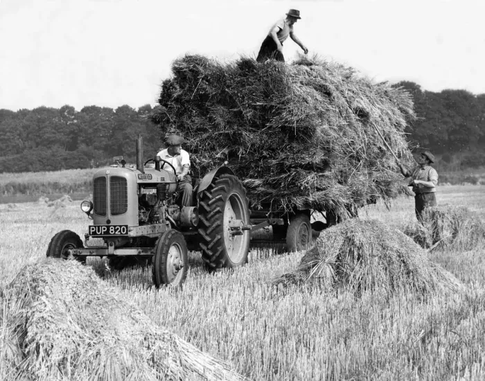 Framed Print : Farm hands gathering in the harvest in October 1955 Framed Print : Farm hands gathering in the harvest in October 1955