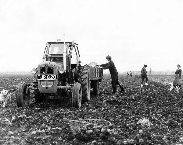 Farm hands potato or tattie picking in October 1962
