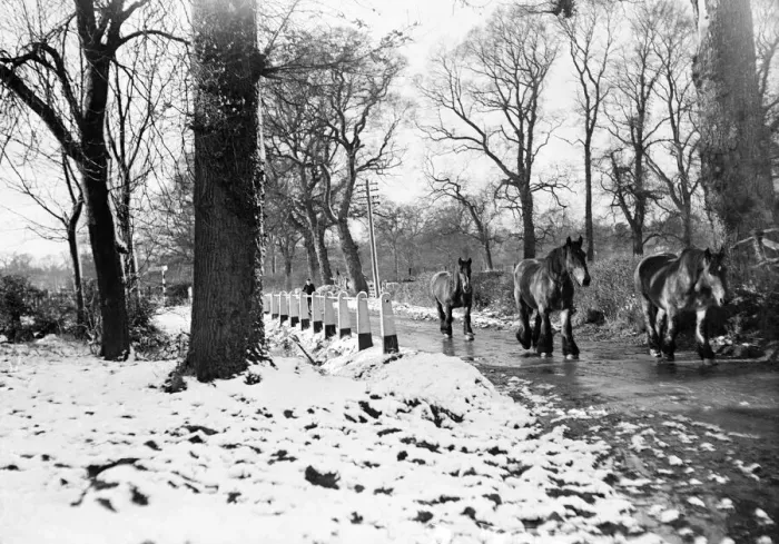Framed Print : Farm horses pictured in the snow at Shenley, Hertfordshire, January 1935 Framed Print : Farm horses pictured in the snow at Shenley, Hertfordshire, January 1935