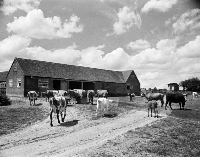 Framed Print : Farm scene at Whipsnade, Bedfordshire. 22nd June 1945 Framed Print : Farm scene at Whipsnade, Bedfordshire. 22nd June 1945