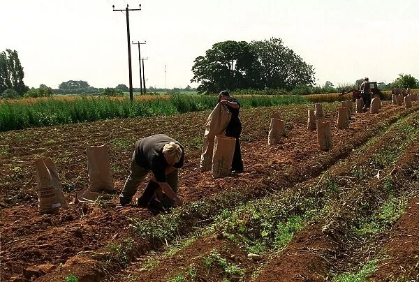 Farm workers working on Braodfield Farm owned by Prince Charles the Prince of Wales