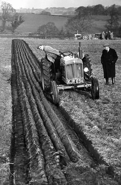 A farmer checks he is straight at the Ploughing and Hedgecutting Association competition
