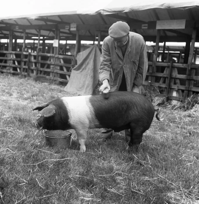 Framed Print : A farmer gives his British saddleback a quick brush up before showing him in the ring