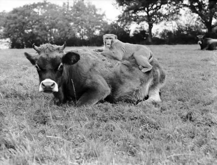 Framed Print : Farmer Herbert Browning of Woodmancote, Sussex, never has any worries about the safety of