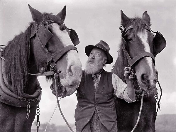 A farmer with his horses animals agriculture farming blinkers old elderly