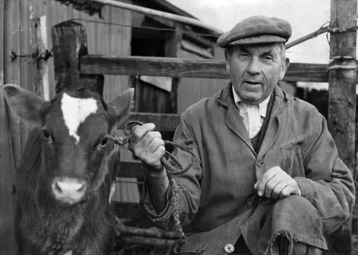 Framed Print : Farmer Mr. Clayton-Wheeler of Cross Roads Farm, Cricklade, Wiitshire seen with a calf Framed Print : Farmer Mr. Clayton-Wheeler of Cross Roads Farm, Cricklade, Wiitshire seen with a calf