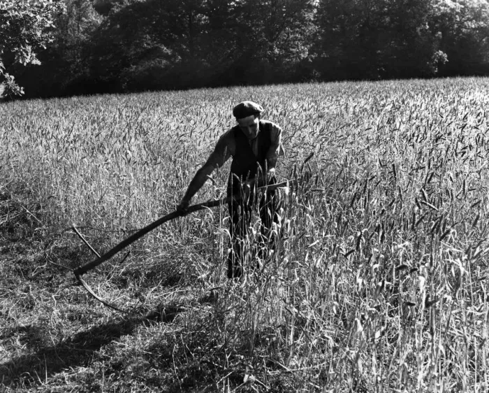 Framed Print : Farmer using a scythe harvesting the wheat. Circa 1950. P007972 Framed Print : Farmer using a scythe harvesting the wheat. Circa 1950. P007972