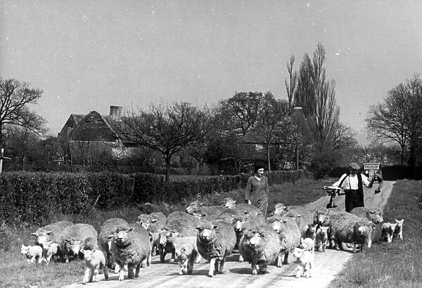 A farmer walking along a country road with his sheep in the village of Smarden in Kent