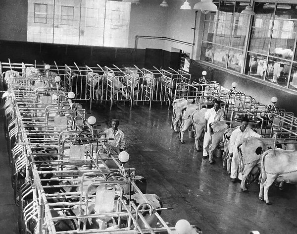 Farmers with cows at a milking parlour at a dairy farm. June 1939 P004478