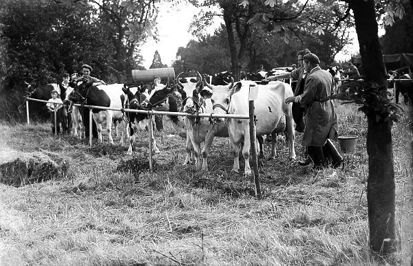 Farmers prepare their cows before agricultural show, . Circa 1958