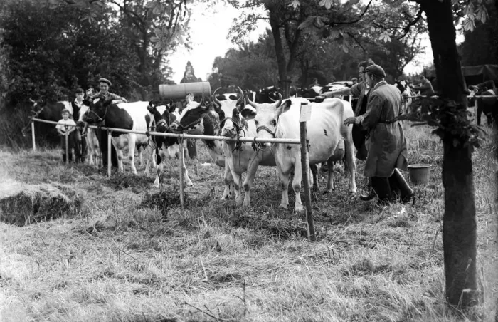 Framed Print : Farmers prepare their cows before agricultural show. Circa 1958
