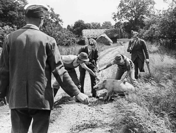 Framed Print : Farmers taking a pig to market during the Second World War. 30th July 1941 Framed Print : Farmers taking a pig to market during the Second World War. 30th July 1941