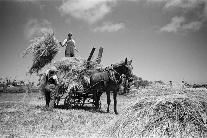 Framed Print : Farmers working on the island of Sark, Channel Islands July 1947 Framed Print : Farmers working on the island of Sark, Channel Islands July 1947