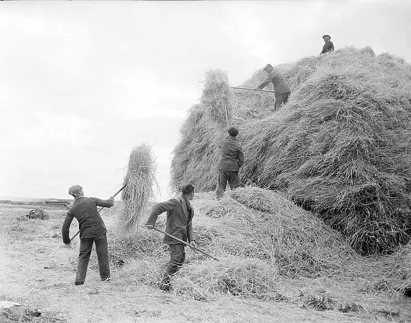 Farmhands seen here building a haystac, Circa 1952