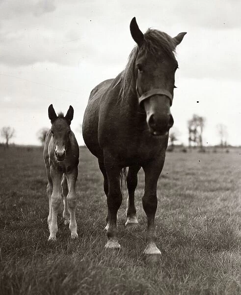 Farming - Animals Horse and Pony