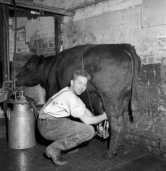 Farming: Dairy: Man with milk churn seen here milking a cow. Circa 1955