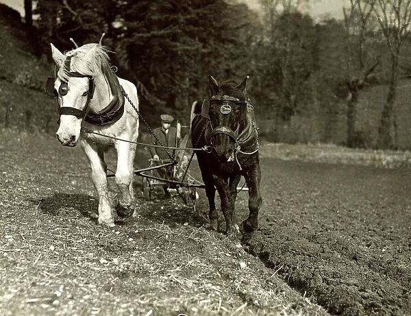 Farming - farmer ploughing his field with Horses circa 1935