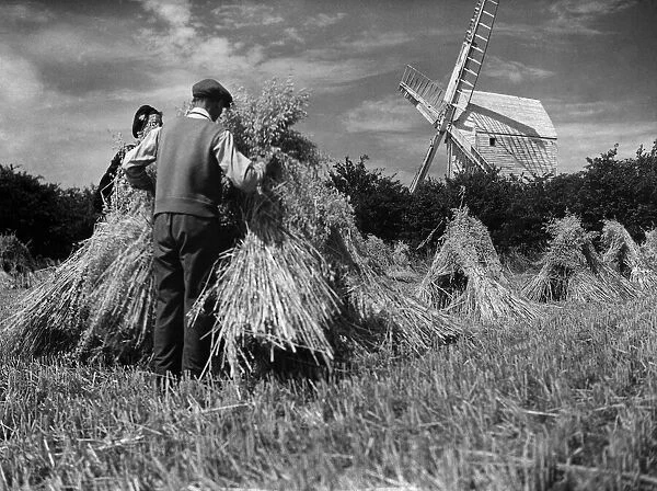 Farming Harvest. Harvest scene at Keymer, near Brighton. P004475