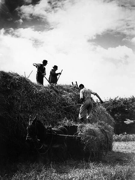 Farming Harvest. Hay being built into a haystack. Circa August 1935 P000243