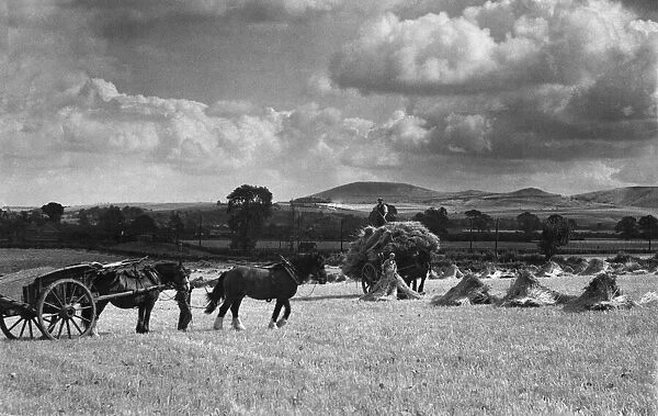 Farming: Harvest near Tring. July 1938 P004524