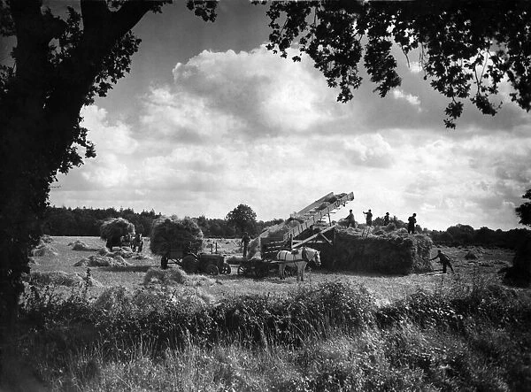 Farming: Harvest. Stacking corn in Norfolk. September 1946 P004477