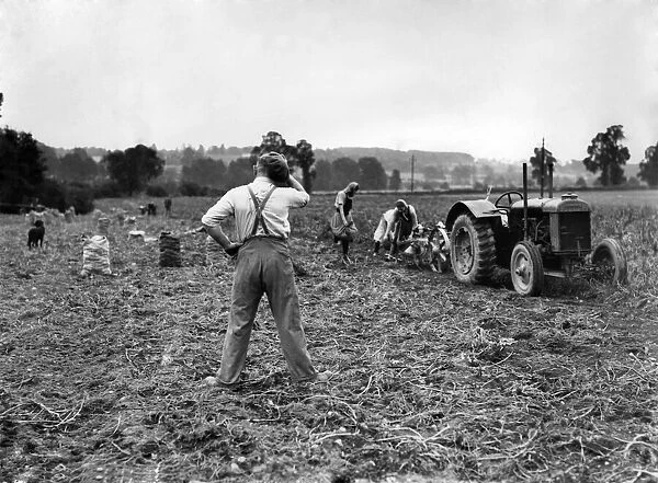 Farming: Harvesting potatoes. October 1941 P004480
